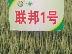 联邦1号