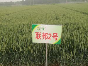 联邦2号