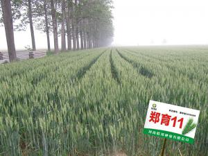 郑育11